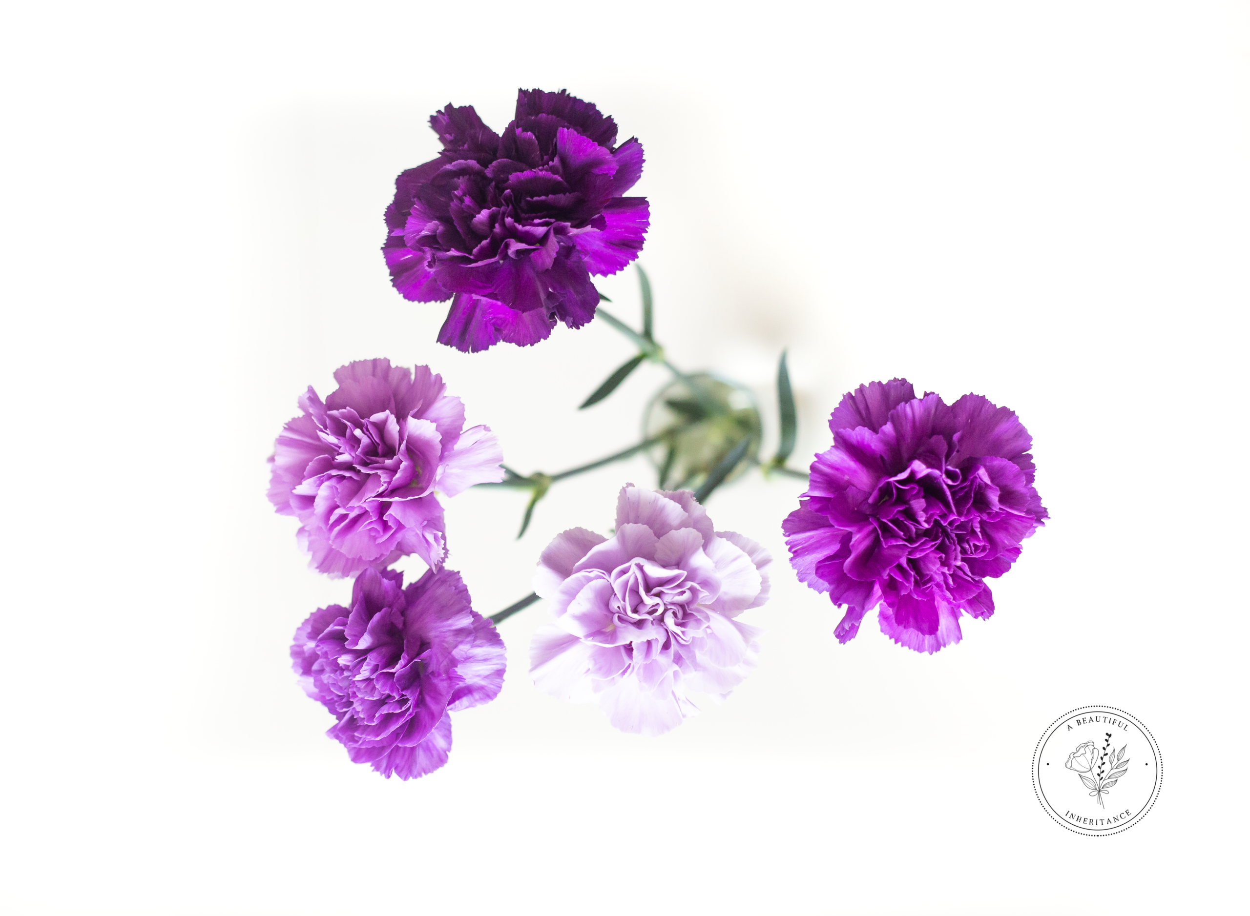 pregnancy after loss