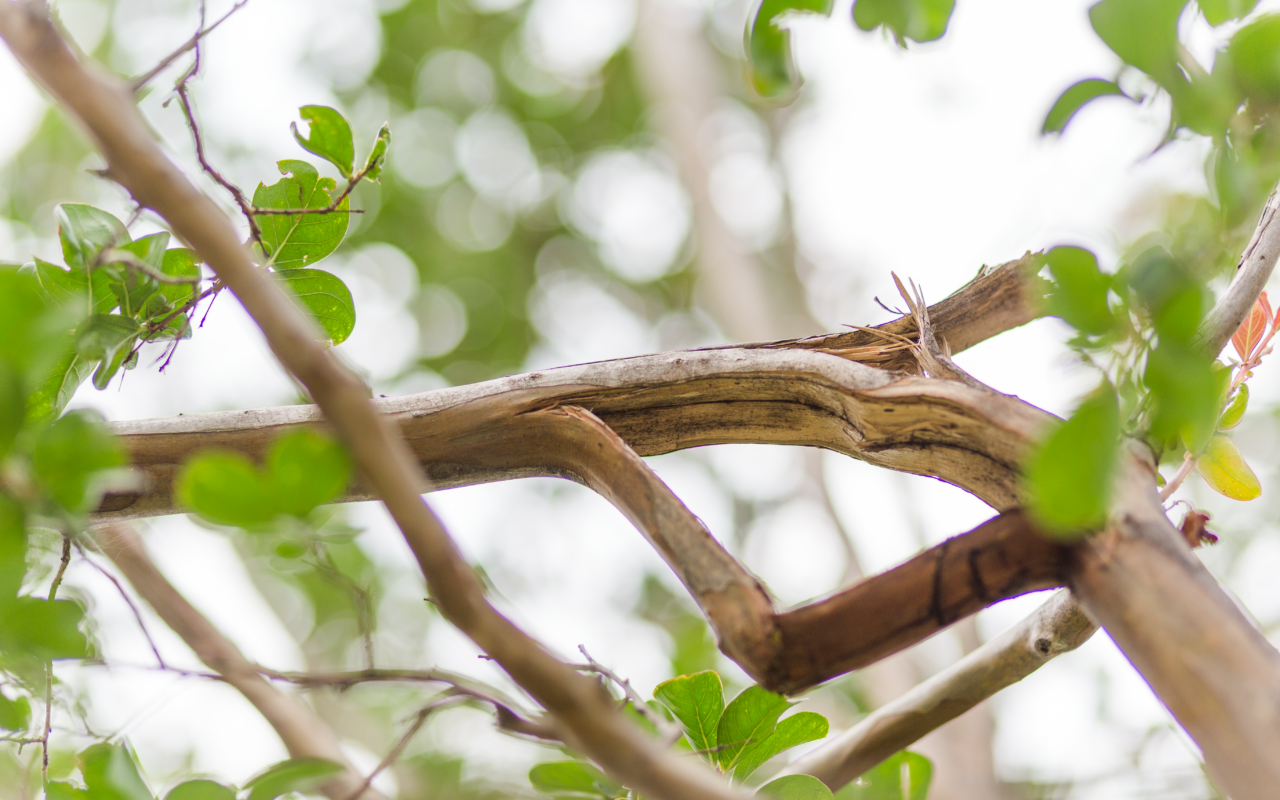 Broken Branches