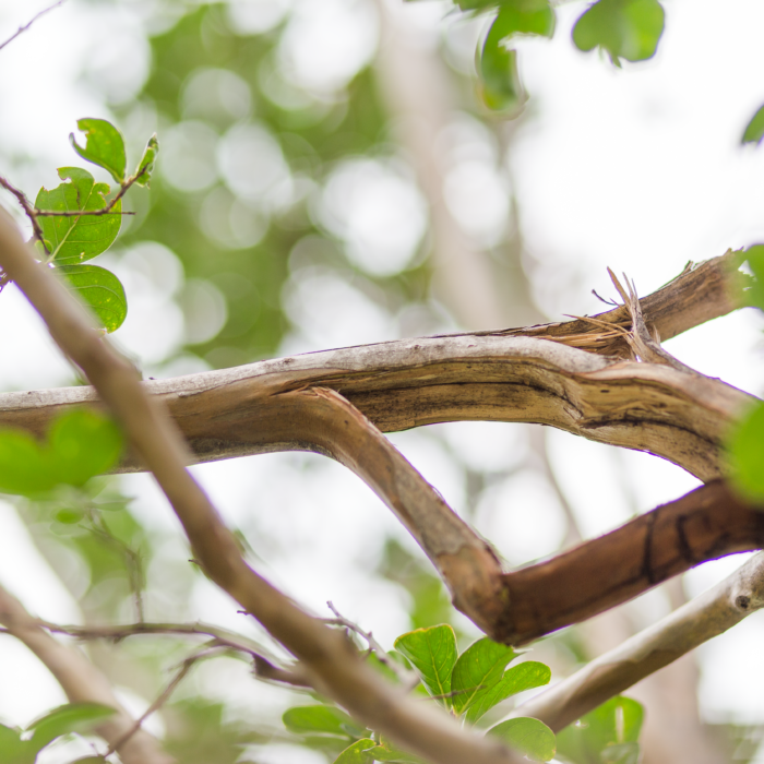 Broken Branches